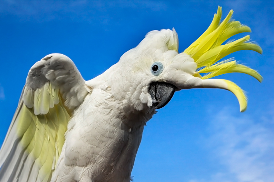 cockatoo
