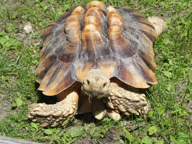 tortoise in care