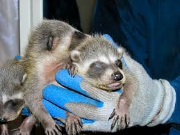 baby raccoons in care